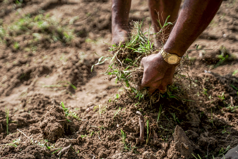 Hands pulling up weeds