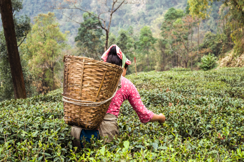 Woman picking tea