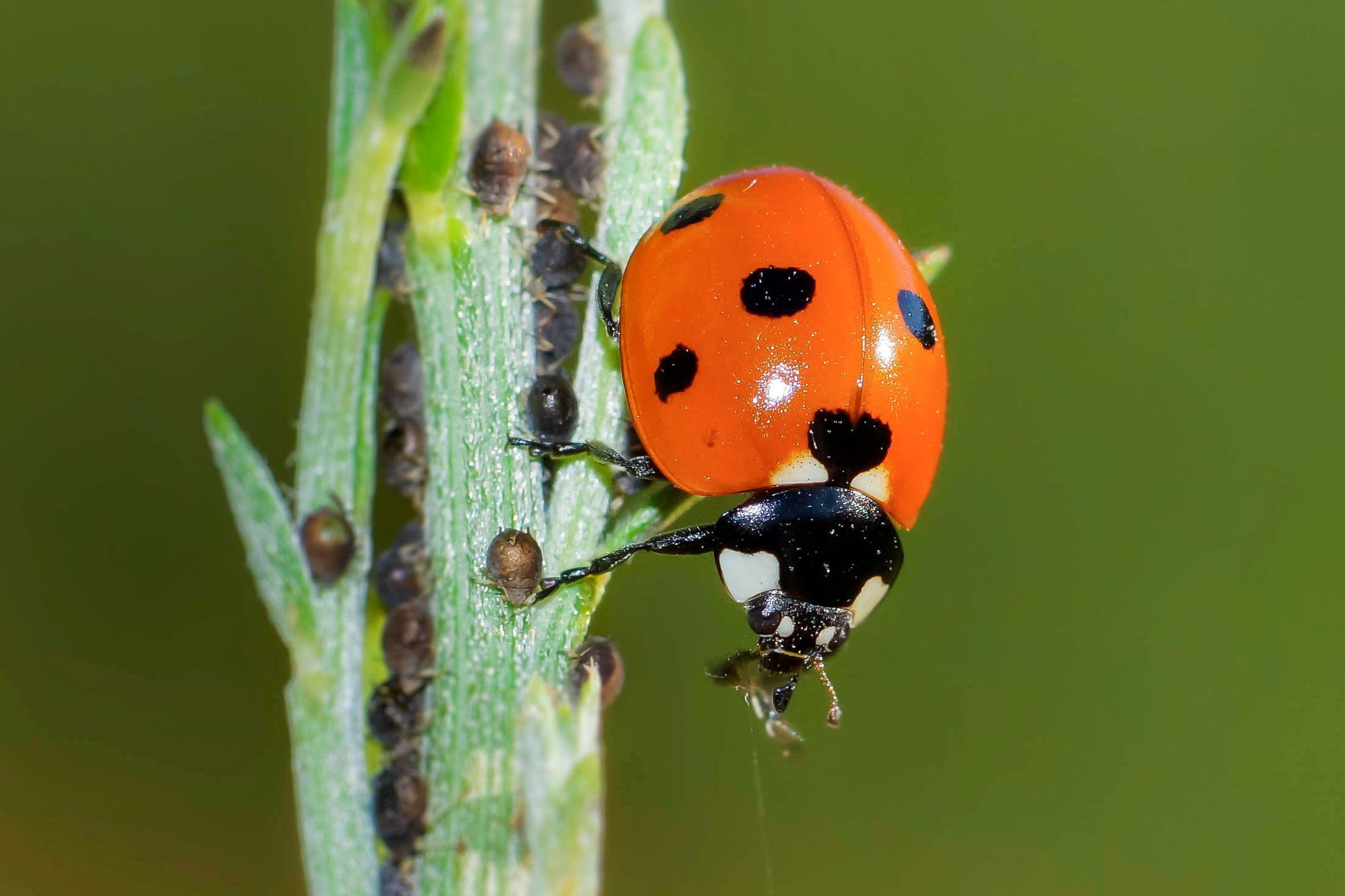 Ladybug