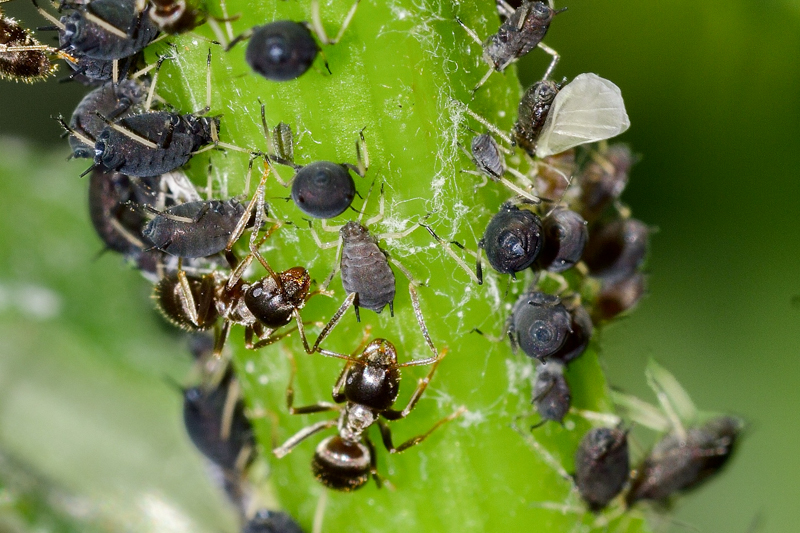 Aphids