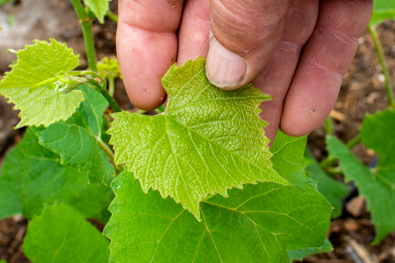 Hand holding leaf