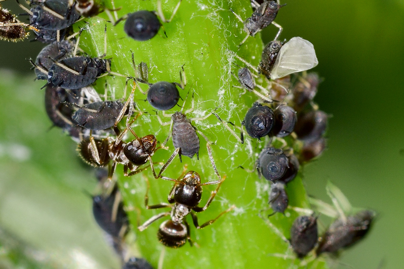 Aphids on stem of plant